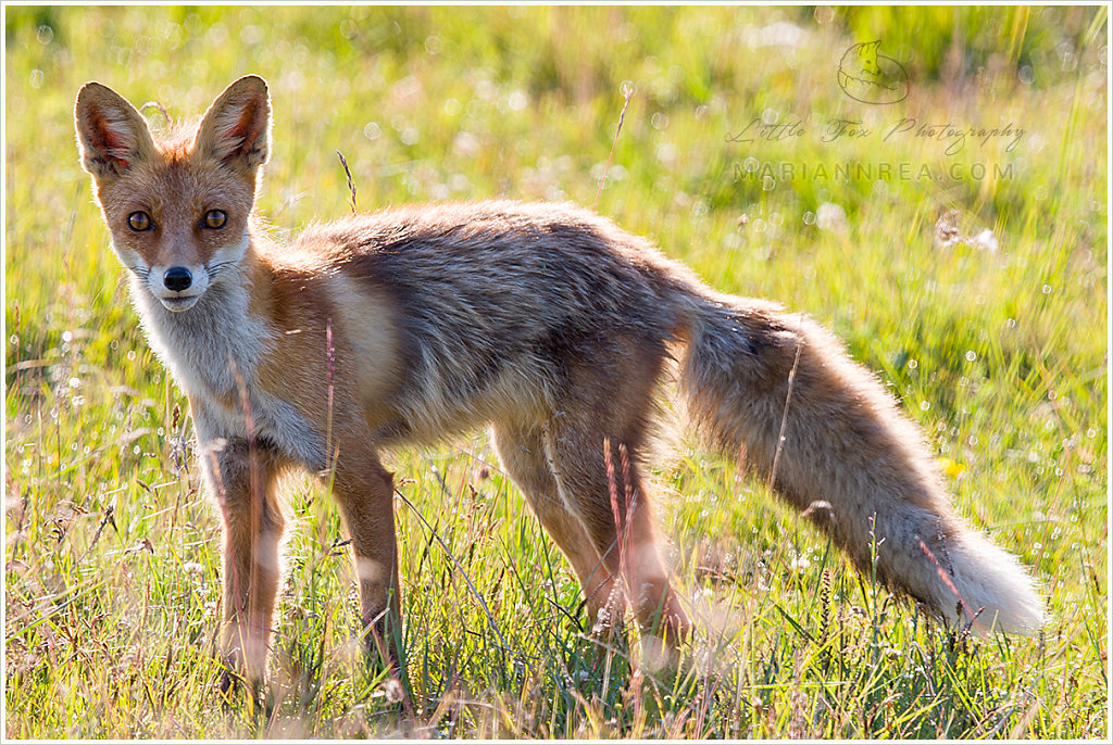 Very curious fox