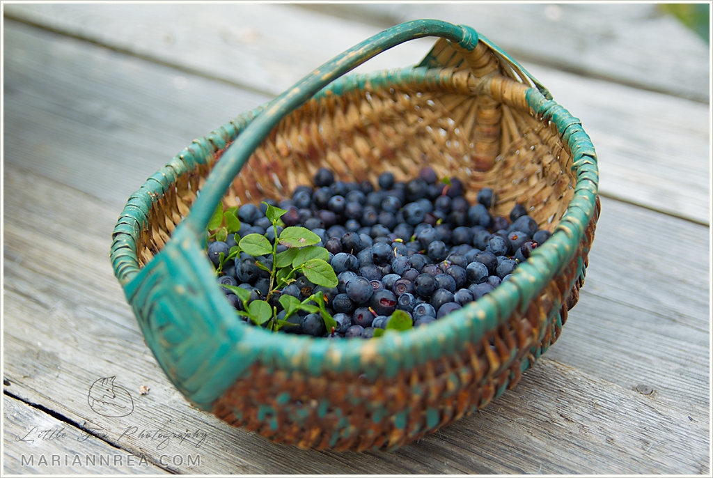 Blueberry basket