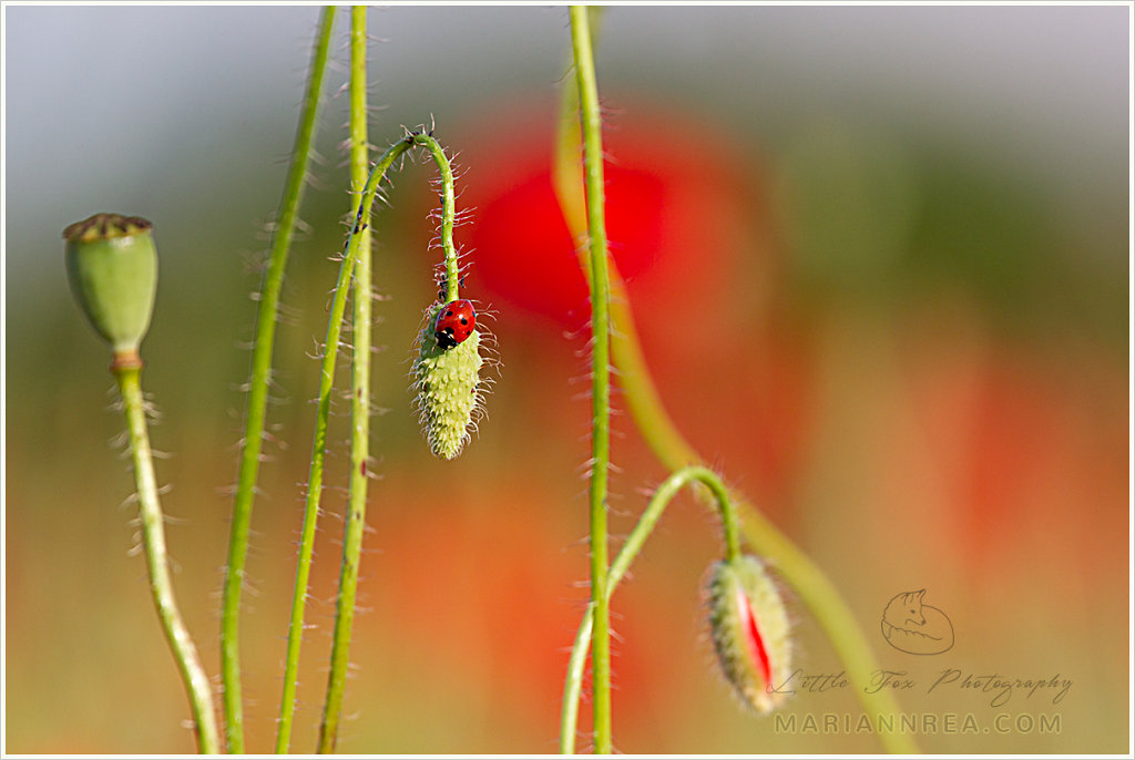 Little sleepy ladybird in a poppy field