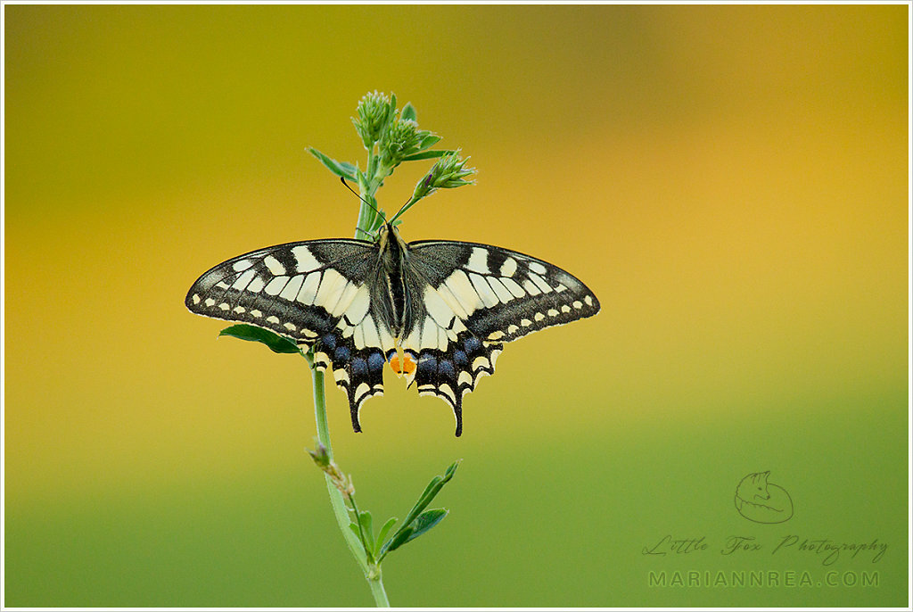 The Old World Swallowtail