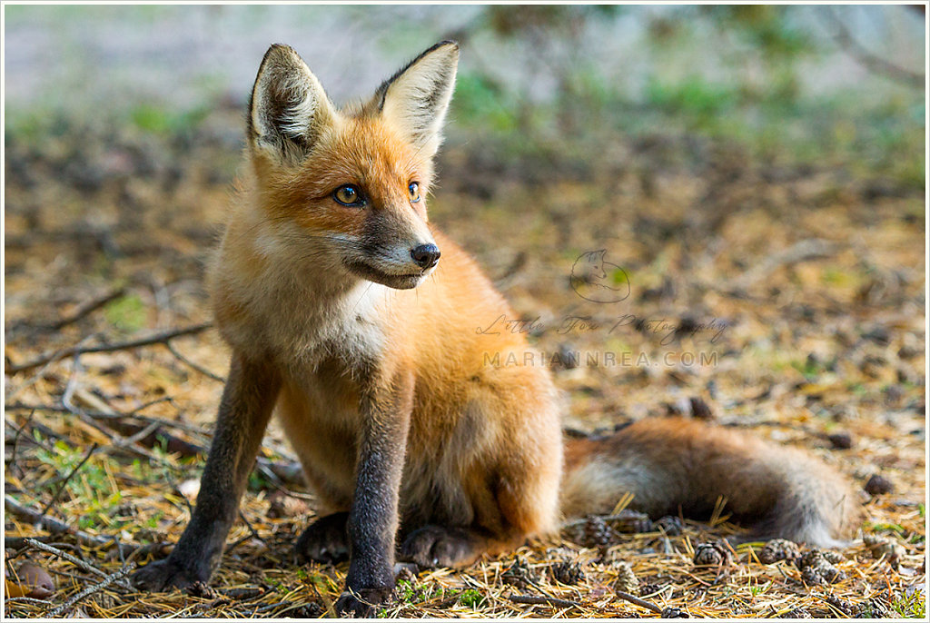 Little fox