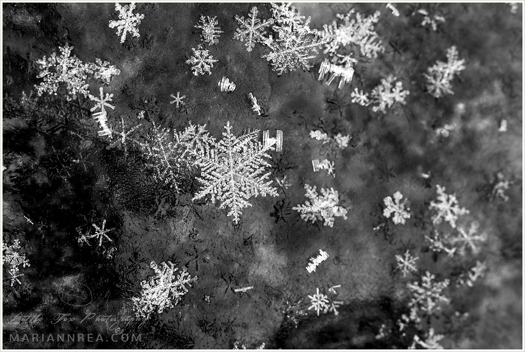 Black and white snowflakes